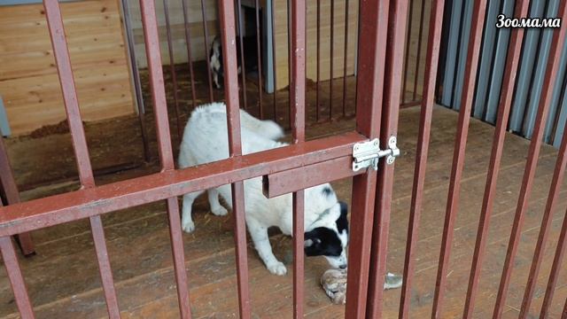Дед Мороз пришёл к бездомным животным с подарками | Утренник у подопечных Зоомамы