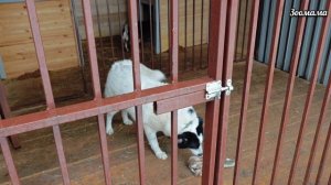 Дед Мороз пришёл к бездомным животным с подарками | Утренник у подопечных Зоомамы