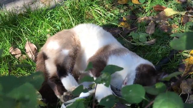 Смешной кот • Забавные котики