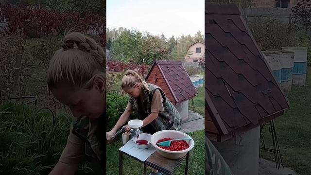 Вы любите желе из калины?🤪 #ларисакуркина #калина #дачныедела #заготовкиназиму #дача смотреть онлайн