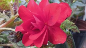 Бегония Сан Дансер Ред (Begonia Sun Dancer Red)