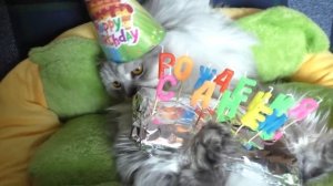 День Рождения кота Кевина подготовка и сюрприз!