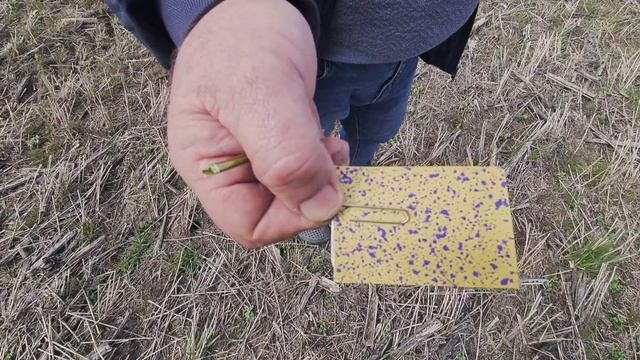 Зимующий горох, состояние посевов. No - till 31.03.2023 смотреть онлайн