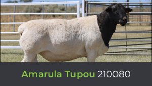 Дорпер Amarula Tupou 210080