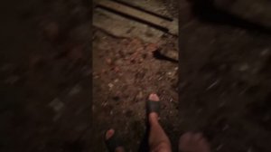 нашествие клещей на гусях