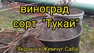 сорт винограда "ТУКАЙ"