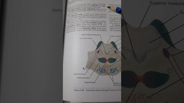Pons | Neuroanatomy | Part 2 #anatomy #neurology #Pons
