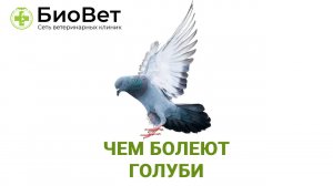 Чем болеют голуби