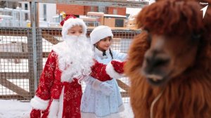 Первые пожелали счастливого нового года сотрудникам Московского зоопарка