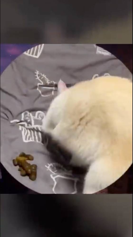 Смех до слез №127 - Лучшие Приколы 2024 #Прикол #Приколы #Юмор #Мемы #Мем #Смешное #Смех #Ржака смотреть онлайн