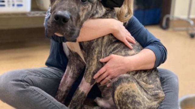 Американская семья обнаружила крайне истощённую собаку он едва держался на ногах