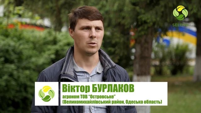 ТОВ “Островське”: сорти озимої пшениці компанії "Селена" - найврожайніші! смотреть онлайн