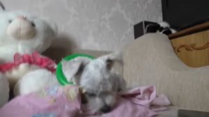 Котик Кевин и Билли звонят подписчикам   вредные зверодетки одни дома