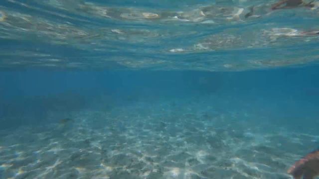 Swimming with Sharks and Rays in Bora Bora 2022 смотреть онлайн