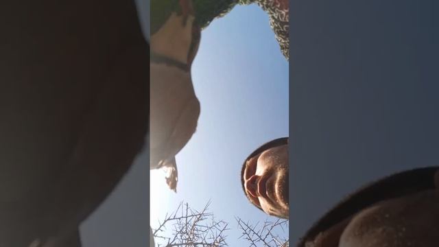 охота Куропатки
