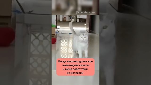 Котлетки привет. #приколыскотами #прикол #смешнойкот #ржака #еда #смешныекоты #кот #котэ #котики