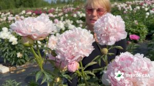 James Pillow peony. Джэймс Пиллоу пион. Пулков сад