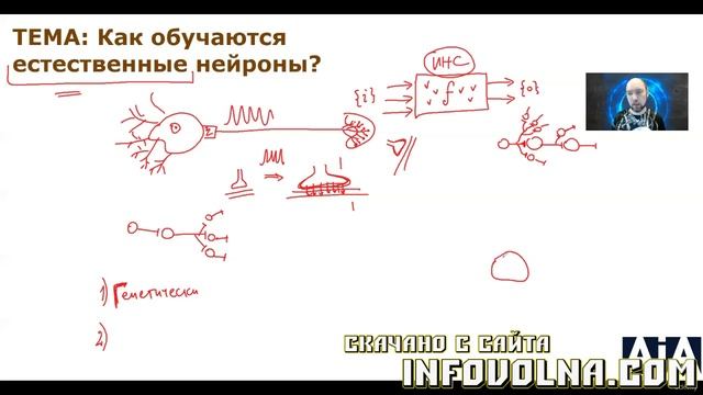 9. Как обучаются естественные нейроны