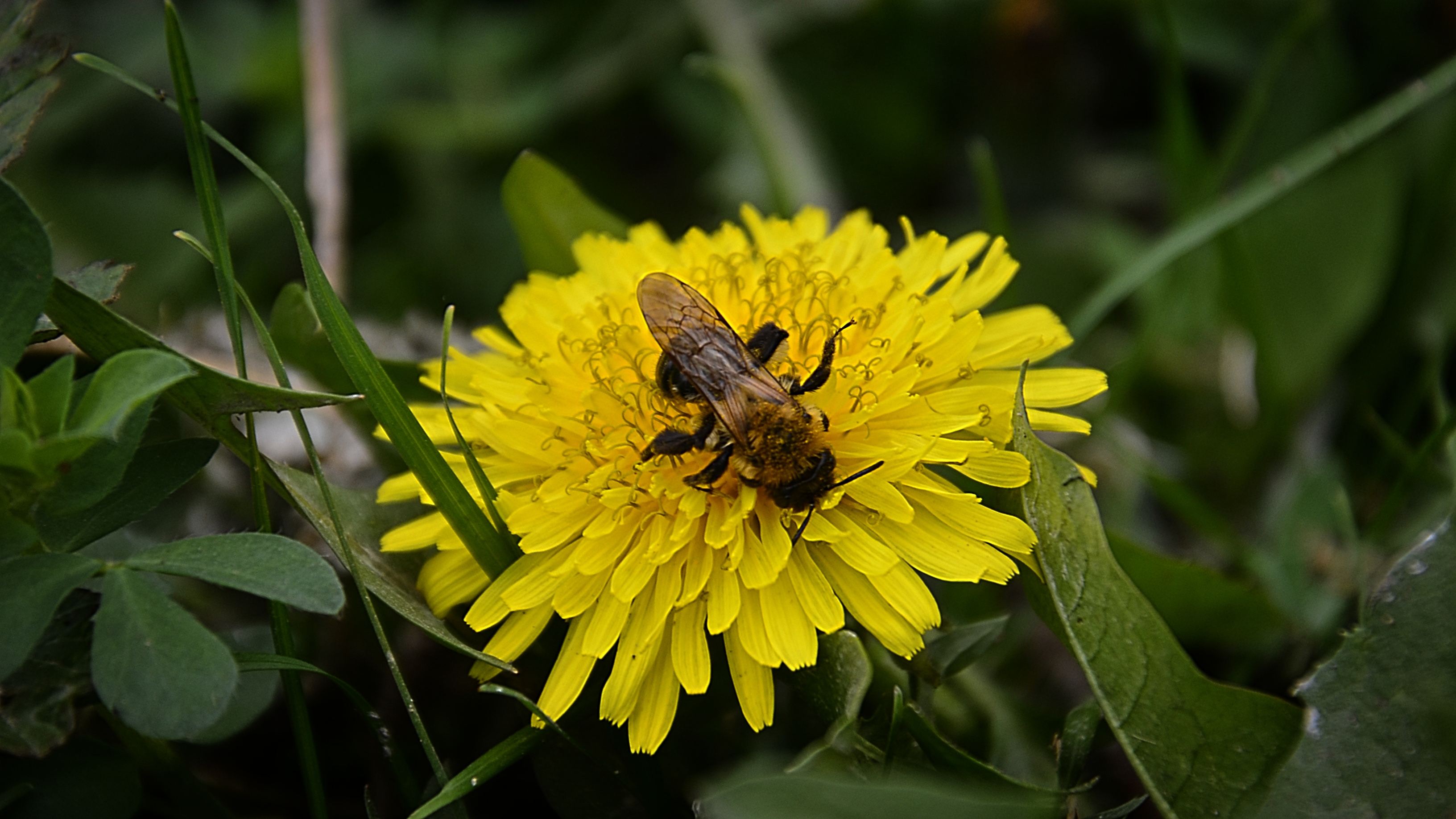 Пчёлы собирают нектар | Работа пчёл важна для человечества смотреть онлайн