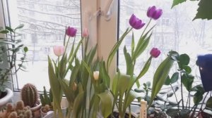 Выгонка тюльпанов и крокусов! Часть 5 Цветение!