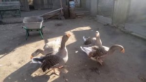 Гуси Камагоры 💥 (Комогоры)