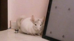 Как проходит день моей шиншиллы?