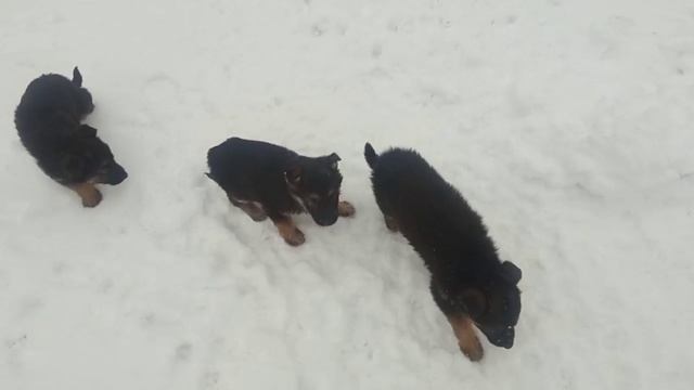 Щенки
