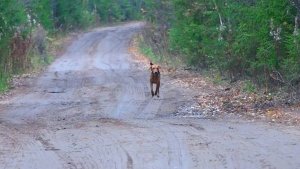 МУЗЫКА ГОНА.Русская гончая Лайма ВПКОС 6936/24 вл. Шатров В.А.#охотасгончей#собака  #топ #hunting