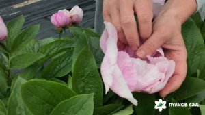 May Lilac peony. Мэй Лилак пион. Пулков сад (2022 г)