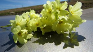 Горные цветы в предгорьях Эльбруса