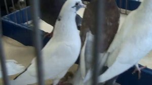 Армянские поющие голуби