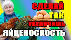 Сделай ТАК и УВЕЛИЧИШЬ яйценоскость у кур.