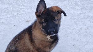 Щенки немецкой овчарки