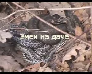 Змеи (гадюки и ужи) на даче в Подмосковье