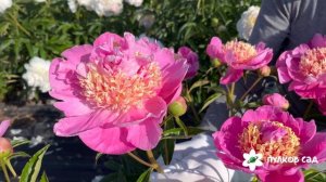 GAIL TISCHLER peony. Гейл Тишлер пион. Пулков сад