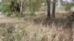 БРАЧНЫЙ ДОГОВОР УРАЛОЧКИ И САФАРА! ОЛЬГА УРАЛОЧКА LIVE.