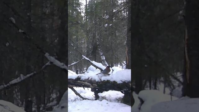 Я поймал на фотоловушку! #shorts #short