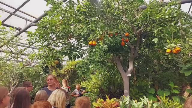 Ботанический сад экскурсия, Мастерская экскурсий, г.Новосибирск смотреть онлайн