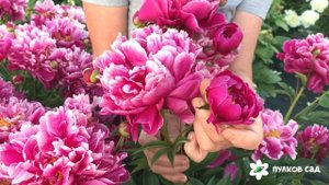 Karl Rosenfield peony. Карл Розенфельд пион. Пулков сад (2022 г)