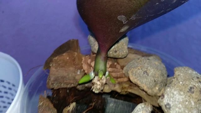 ПЕРЕКИСЬЮ орхидеи СПАСЛА! корни ВЫРОСЛИ! листья ВСТАЛИ! поливать ПРОСТО! орхидеи ПОЛЮБЯТ! смотреть онлайн