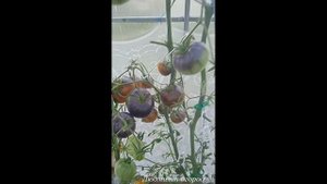 Томат Синий Джоли. Вкусняшка!