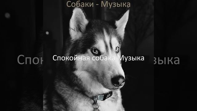 Видения (Спящая собака) смотреть онлайн