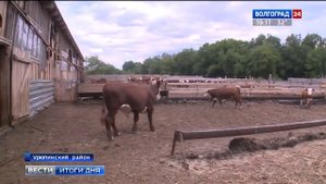 Господдержка помогает волгоградским фермерам в разведении КРС