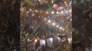 Главная ЁЛКА Санкт-Петербурга на площади Зимнего Дворца 01.01.2025