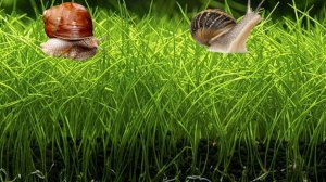 Залил "лужайку" водой. Элеохарис.