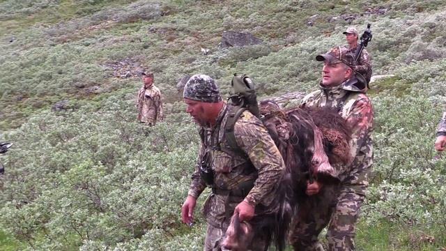 Охота в Гренландии на овцебыка и северного оленя с луком и стрелами 3 серия