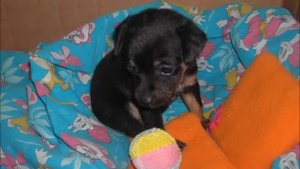 Русский Той Терьер или Моя собака Альма (Russian Toy Terrier)