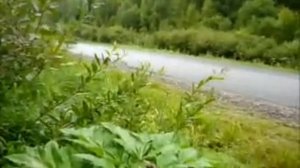 БОРЩЕВИК И ВИНОГРАДНАЯ УЛИТКА