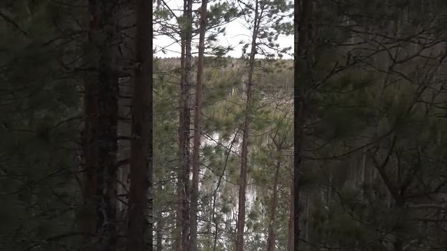 Я это нашел в тайге#1 #shorts #short