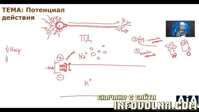 6. Потенциал действия